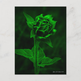 "Sonnenblumenknospe" Postkarte