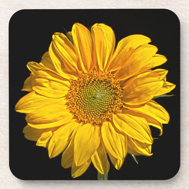 Sonnenblumenküste Getränkeuntersetzer (Vorderseite)