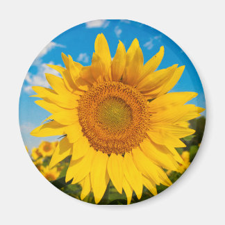 Sonnenblumenmagnet Magnet