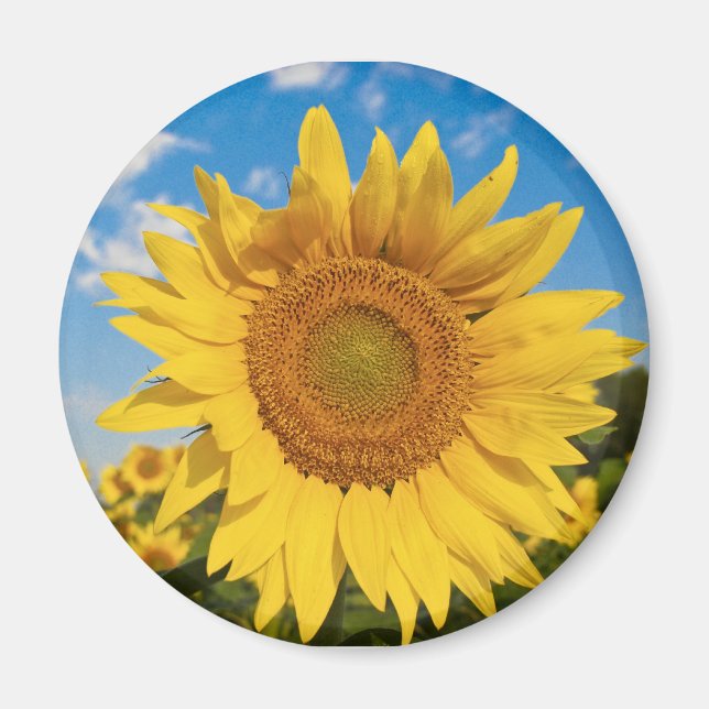 Sonnenblumenmagnet Magnet (Vorne)