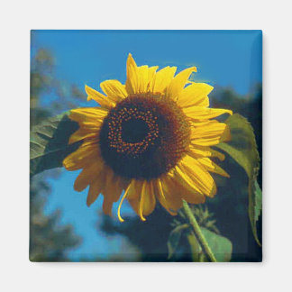 Sonnenblumenmagnet Magnet