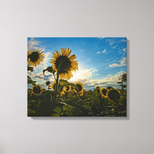 Sonnenblumenmorning Leinwanddruck (Vorderseite)