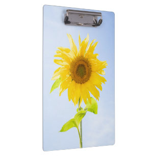 Sonnenblumennatur-Foto Klemmbrett