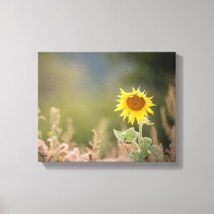 Sonnenblumennatur-Foto Leinwanddruck