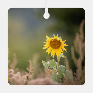 Sonnenblumennatur-Foto Ornament Aus Metall