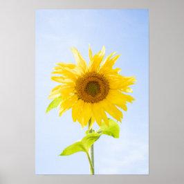 Sonnenblumennatur-Foto Poster