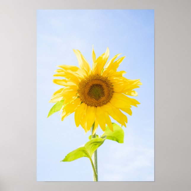 Sonnenblumennatur-Foto Poster (Vorne)