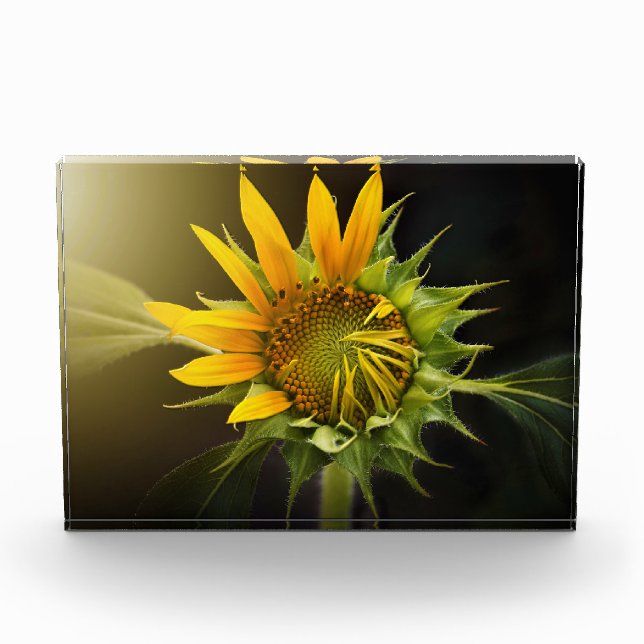Sonnenblumenöffnung in Vollblut Fotoblock (Vorderseite)