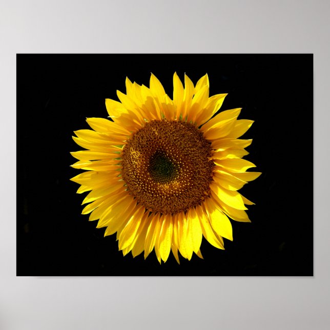Sonnenblumenposter Poster (Vorne)