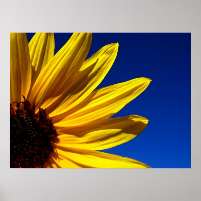 Sonnenblumenposter Poster (Vorne)
