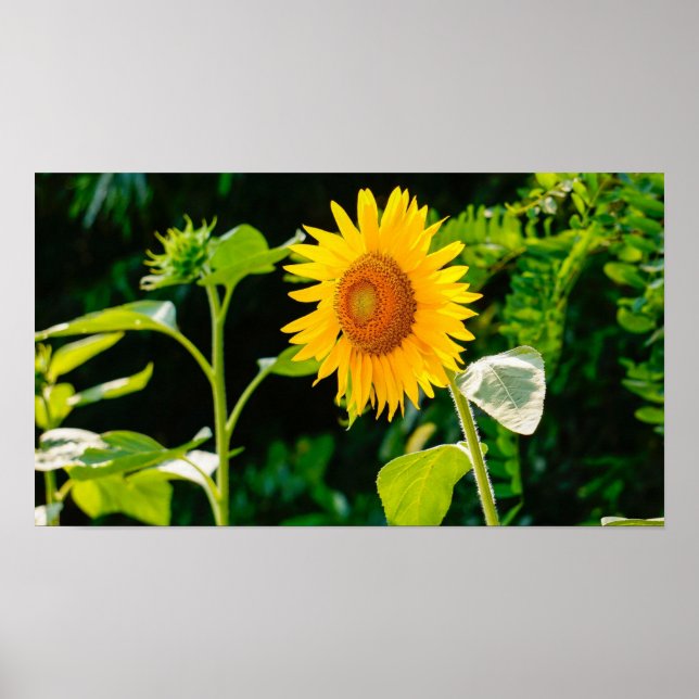 Sonnenblumenposter Poster (Vorne)
