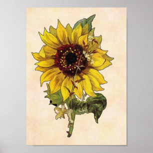 Sonnenblumenposter Poster