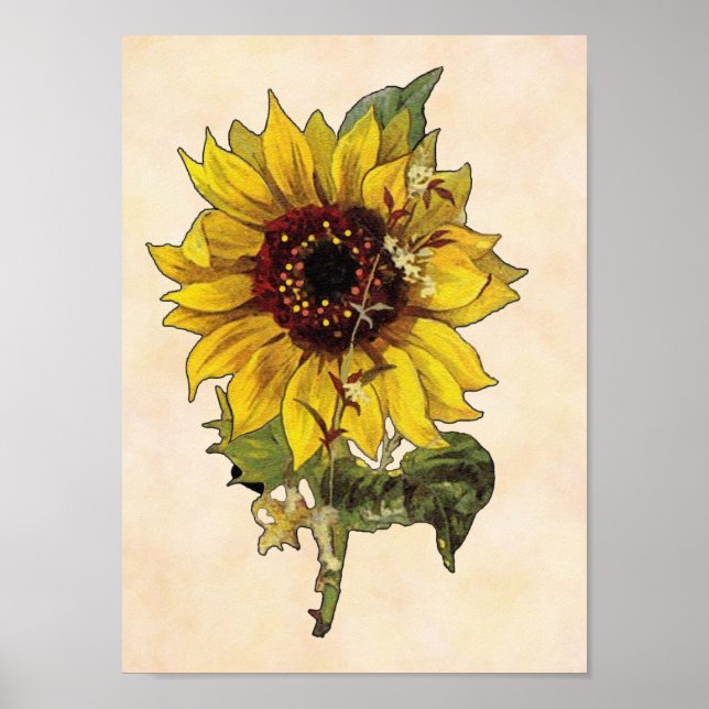 Sonnenblumenposter Poster (Vorne)