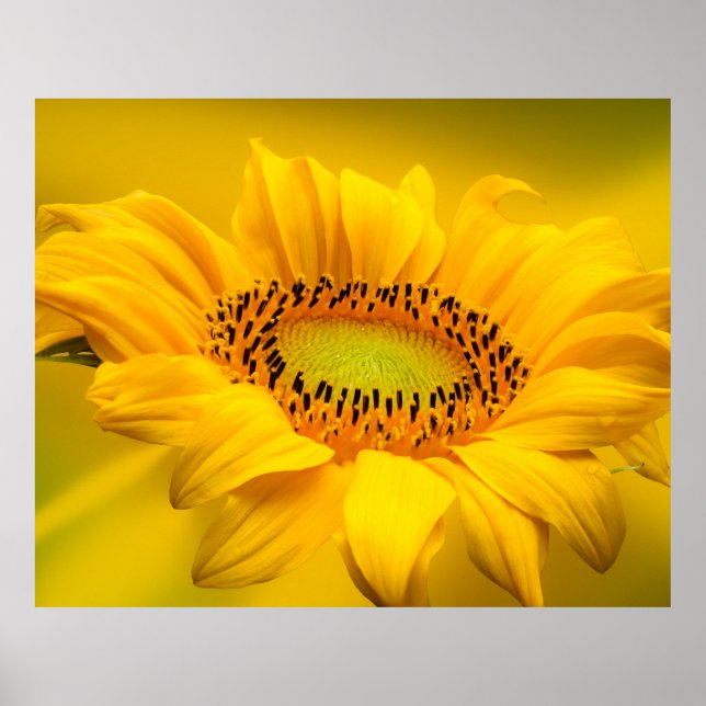 Sonnenblumenposter Poster (Vorne)
