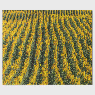 Sonnenblumenreihe Geschenkpapier