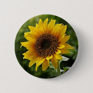 Sonnenblumenschaltfläche Button