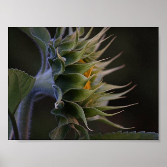 Sonnenblumenseite Poster (Vorne)