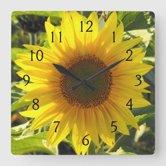 Sonnenblumenserenade Quadratische Wanduhr (Vorderseite)