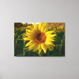 Sonnenblumenserie Maßgeschneiderte Canvas Print Leinwanddruck