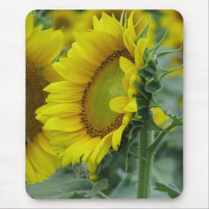 Sonnenblumenserie Mousepad