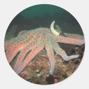 Sonnenblumensestern - Aufkleber