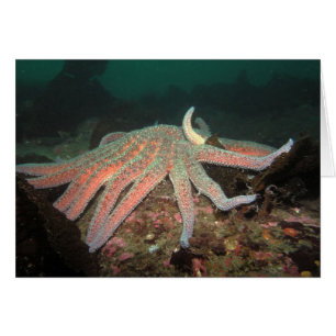 Sonnenblumensestern - Karte