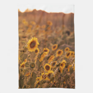 Sonnenblumensonne in ländlicher Feldfarbe Geschirrtuch
