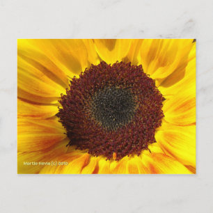 Sonnenblumensonne - Postkarte