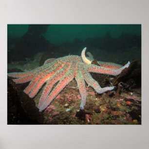 Sonnenblumenstern - Kunstdrucken Poster