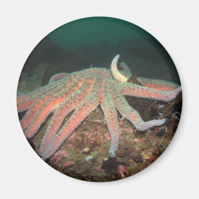 Sonnenblumenstern - Magnet (Vorne)