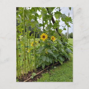 Sonnenblumenstiele mit gelben Blüten Postkarte