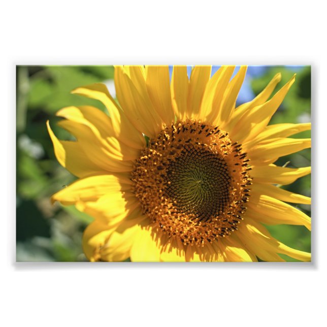 Sonnenblumenstrahlen Fotodruck (Vorne)