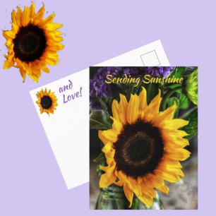 Sonnenblumenstrauß Botanische Fotografische Blumen Postkarte