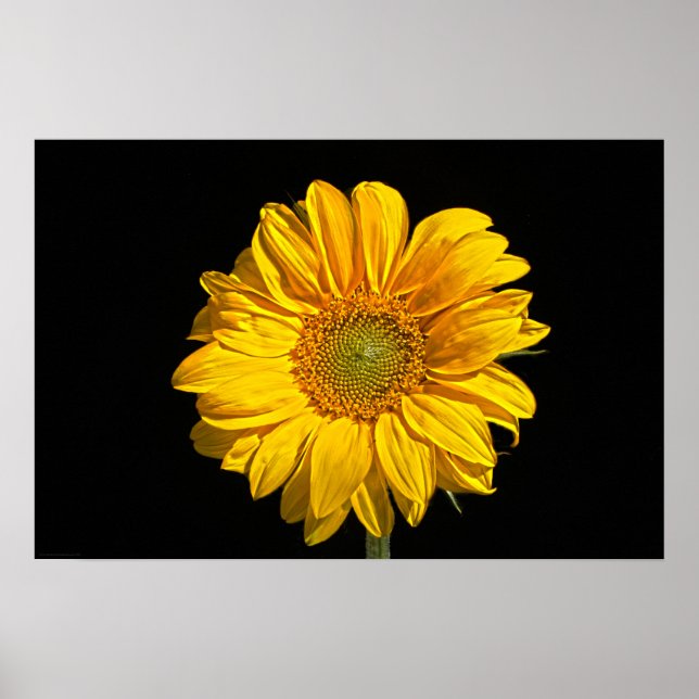 Sonnenblumenwapcna Poster (Vorne)