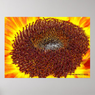 Sonnenblumenzentrum Poster