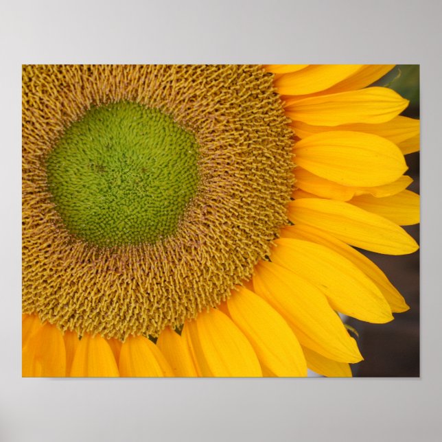 Sonnenblumenzentrum und Petals Nah Poster (Vorne)