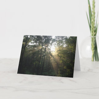 Sonnenbrand in der Trees Jeder Anlass Card (Leere) Feiertagskarte