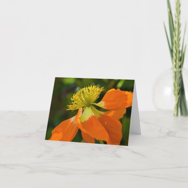 Sonnendurchbruch-Mohnblume Notecard Karte (Vorderseite)