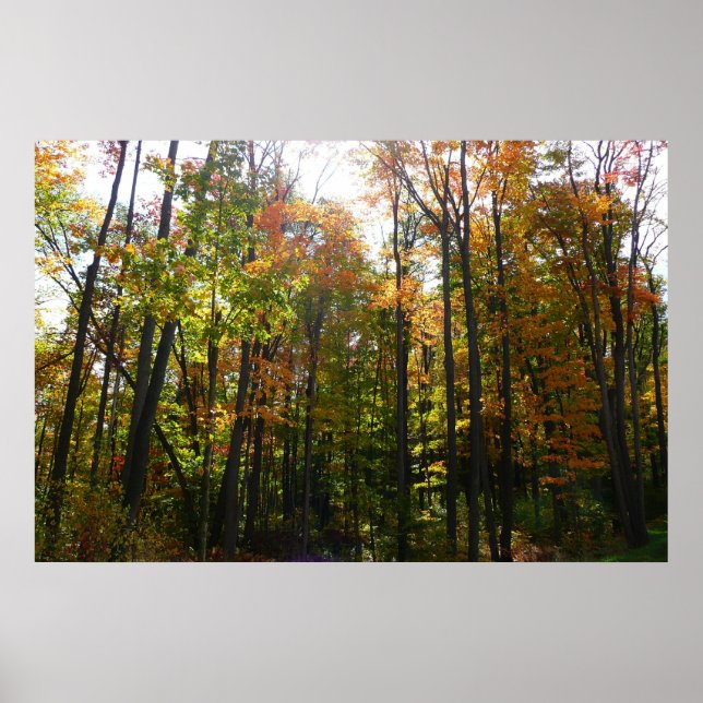 Sonnendurchflutete Herbstlandschaft Poster (Vorne)