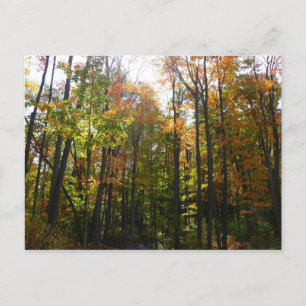Sonnendurchflutete Herbstlandschaft Postkarte