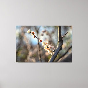 Sonnendurchflutete Japanische Aprikose Sakura Weiß Leinwanddruck