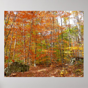 Sonnendurchfluteter Herbstweg im Laurel Hill Park Poster