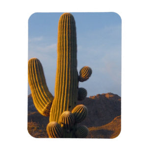 Sonnendurchfluteter Saguaro-Kaktus Magnet