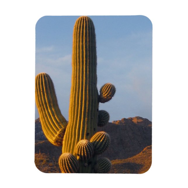 Sonnendurchfluteter Saguaro-Kaktus Magnet (Vertikal)