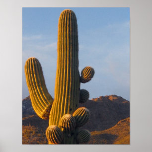 Sonnendurchfluteter Saguaro-Kaktus Poster