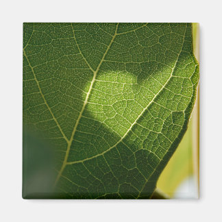 Sonnendurchflutetes-Blatt-Herz-Magnet Magnet