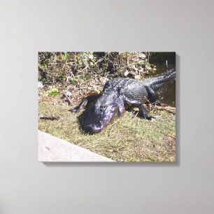 Sonnendurchwärmter Alligator im Sumpfland Floridas Leinwanddruck