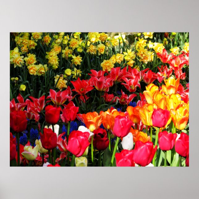 Sonnengarten Poster (Vorne)