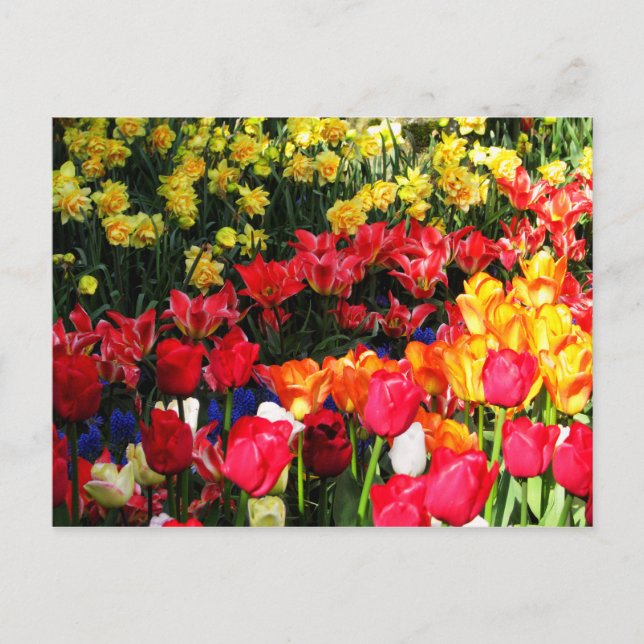 Sonnengarten Postkarte (Vorderseite)