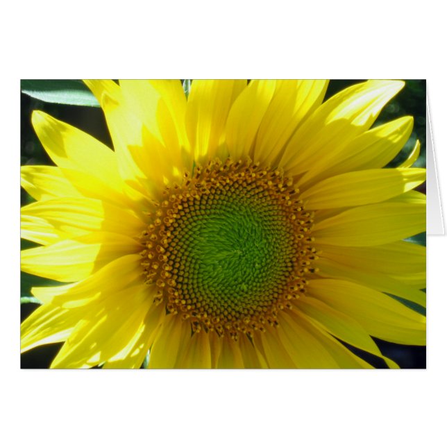 Sonnengelbe Sonnenblume Blank (Vorderseite (Horizontal))